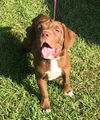 Dexter