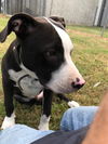 Buster