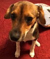 Poochie