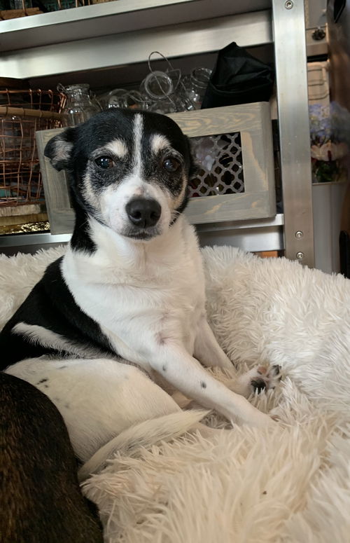 Mitzi