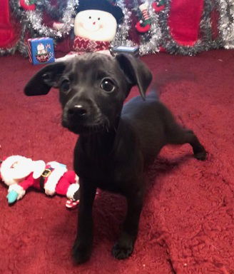Blitzen