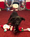 Blitzen