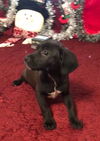 Prancer