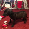 Prancer