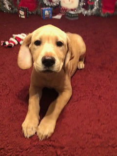 Dozer