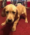 Dozer