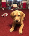 Dozer