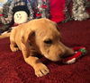Dozer
