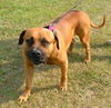 Brutus