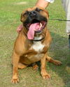 Brutus