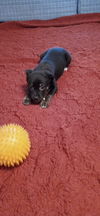 Shamus