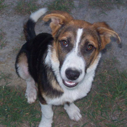Bolt