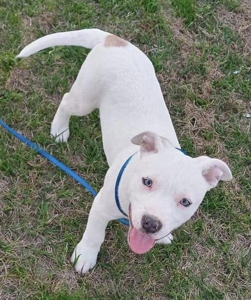 Benji