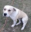 Bronson
