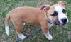 Bronson