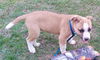 Bronson