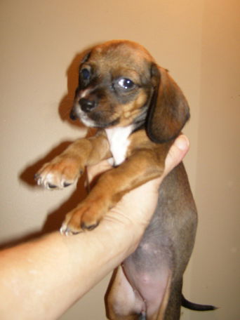 Chi-Weenie Female 2