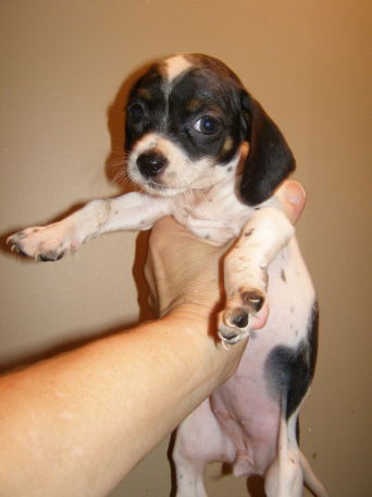 Chi-Weenie Female 3