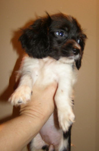 Chi-Weenie Female 4