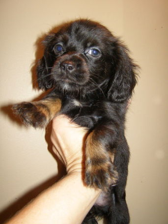 Chi-Weenie Male