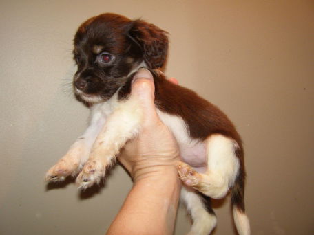 Chihuahua Mix Female