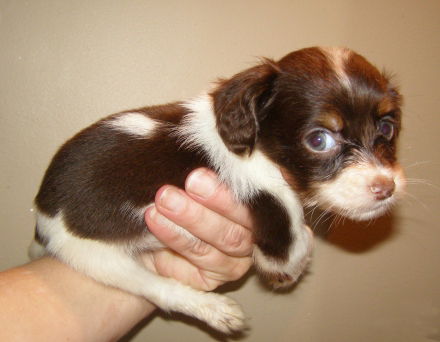 Chihuahua Mix Male 1