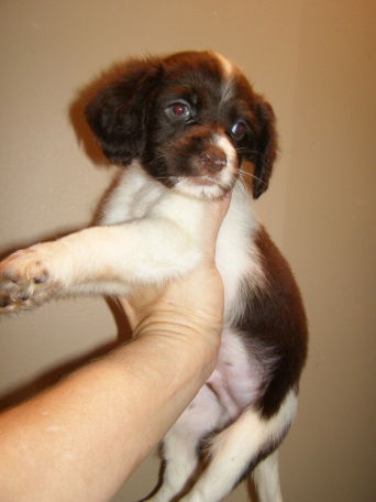 Chihuahua Mix Male 2