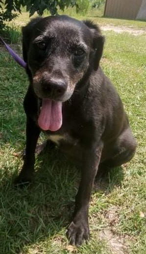 Blackie