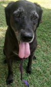 Blackie