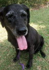 Blackie