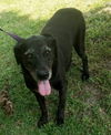 Blackie