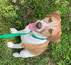 Roscoe