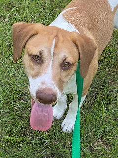 Roscoe