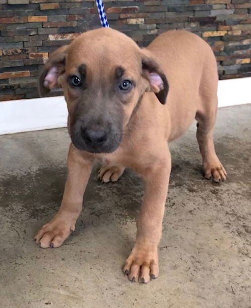 Duke