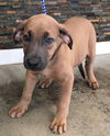 Duke