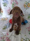 Donte