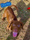 Donte