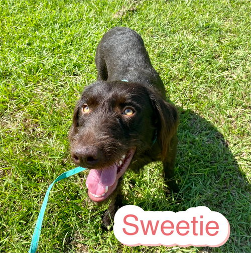 Sweetie