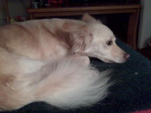 Josie-Courtesy Listing
