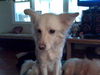 Josie-Courtesy Listing