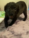 Molly