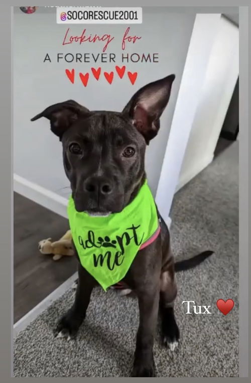 Tux