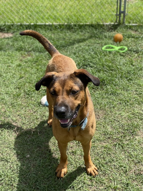 JASMINE - German Shepherd Dog / American Bulldog available for adoption