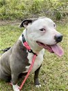 adoptable Dog in , GA named Nova