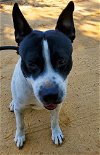 adoptable Dog in pennington, NJ named Baron