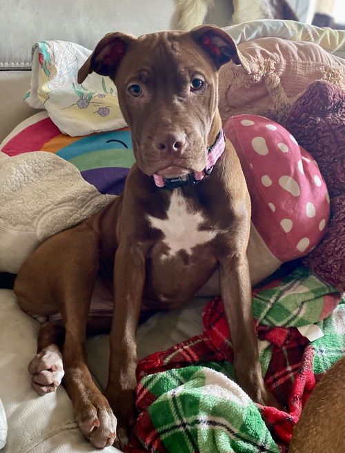 Stella