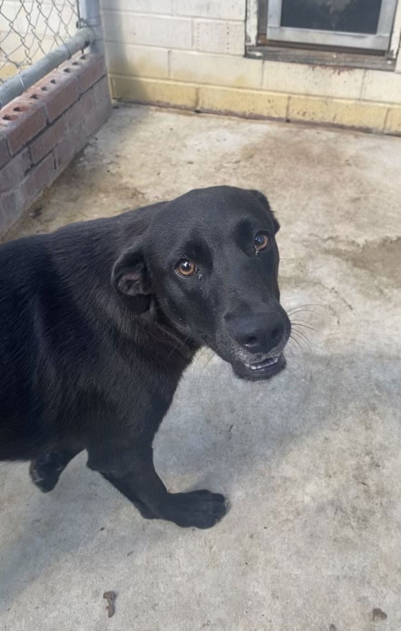 Dog for Adoption - Scotty, a Black Labrador Retriever in Fitzgerald, GA ...