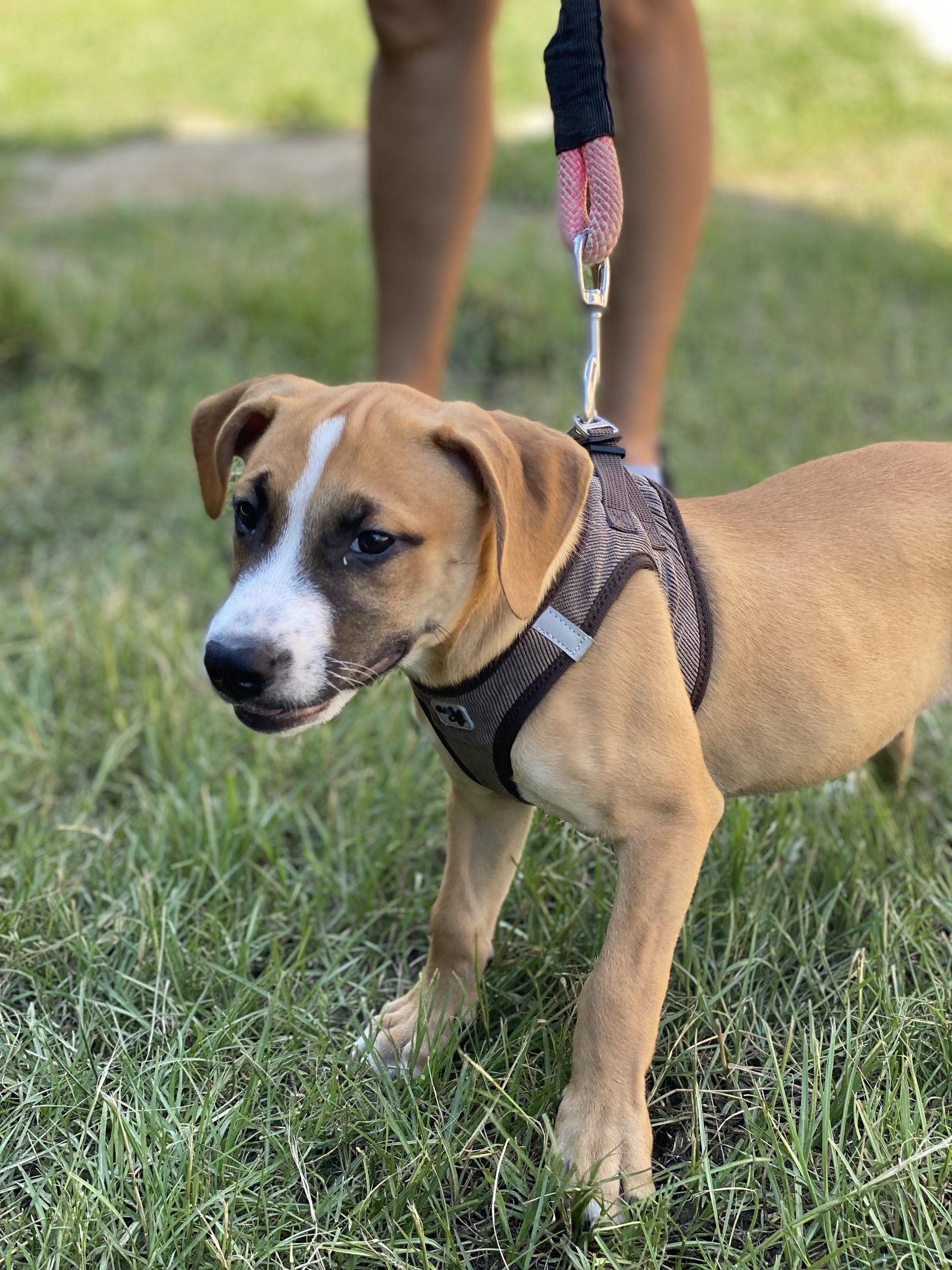 Dog for Adoption Lexi, a Labrador Retriever in Dublin, GA Alpha Paw