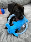 Koda