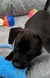 Koda